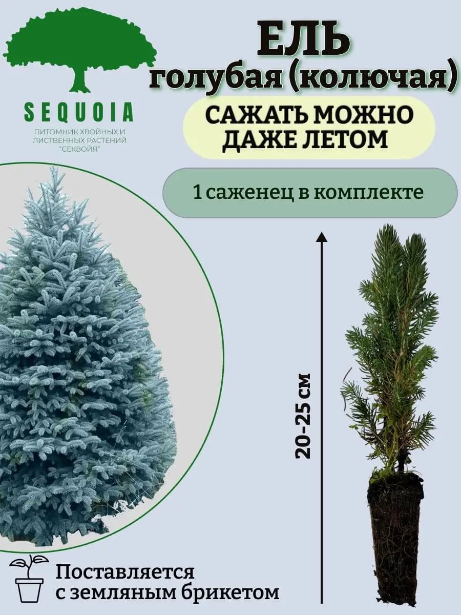 Ель голубая (колючая)