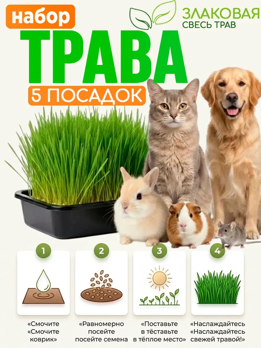 Трава для кошек проращивания