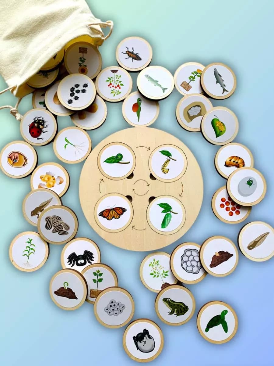 Развивающая игра для детей от 3-х лет циклы жизни