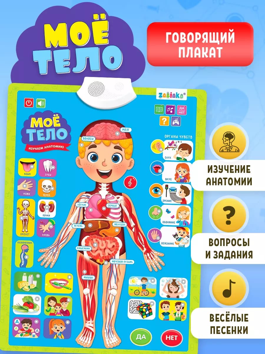 Обучающий плакат Тело человека