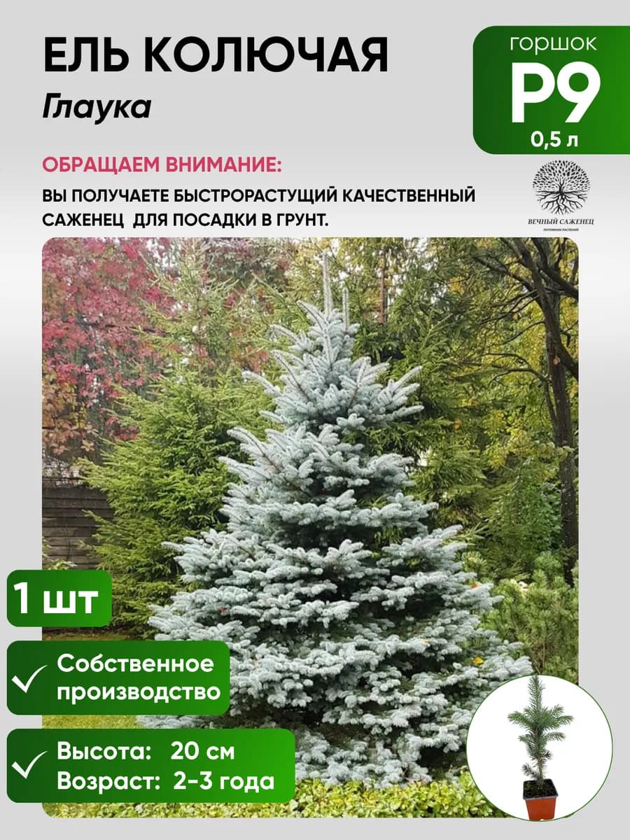 Ель колючая Глаука