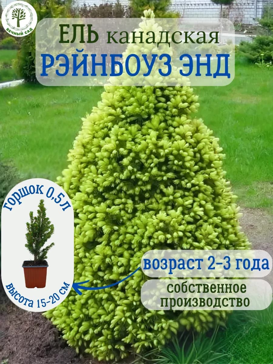 Ель канадская Рейнбоуз Энд