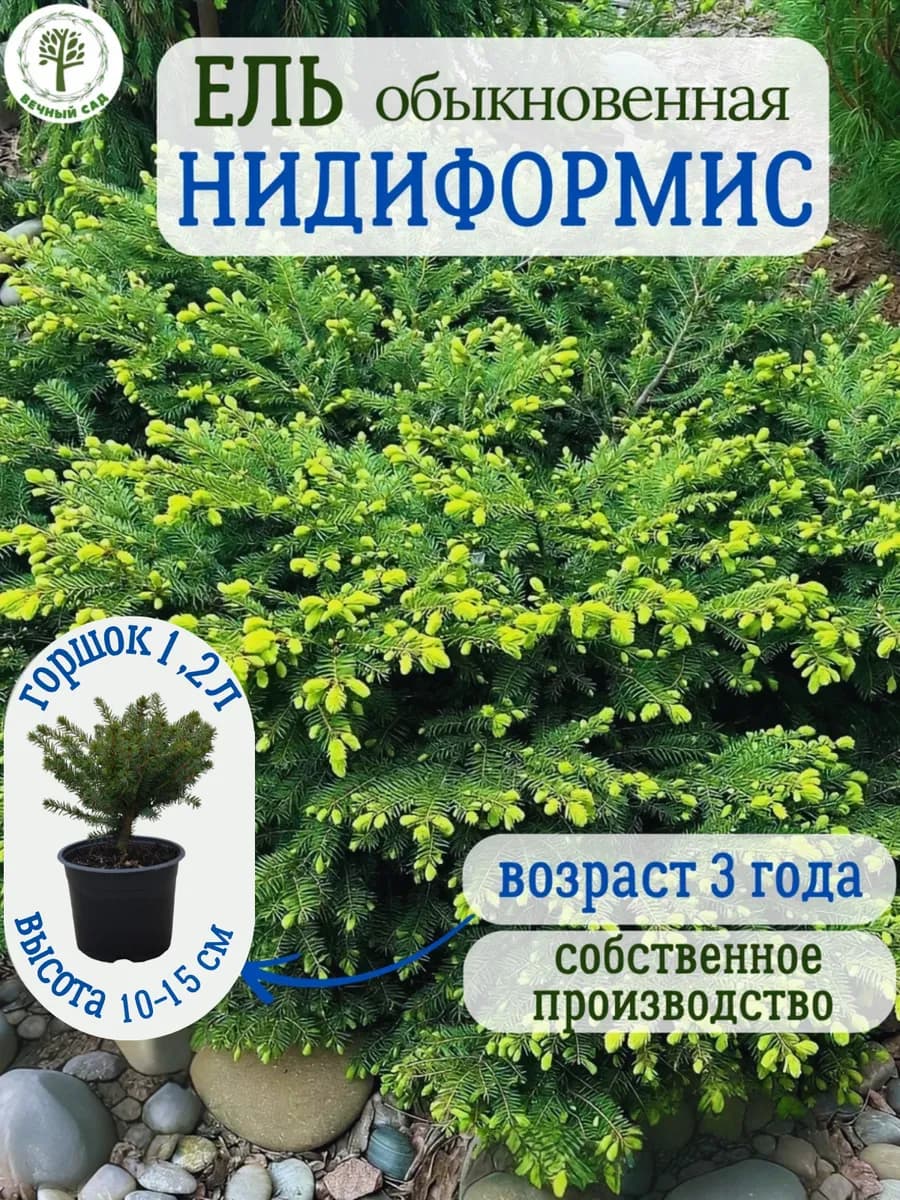 Ель обыкновенная Нидиформис Р14