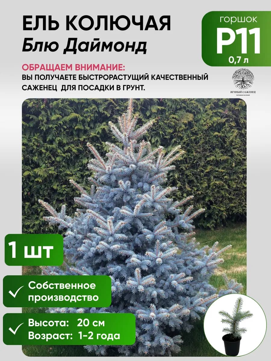 Ель колючая Блю Даймонд Р11