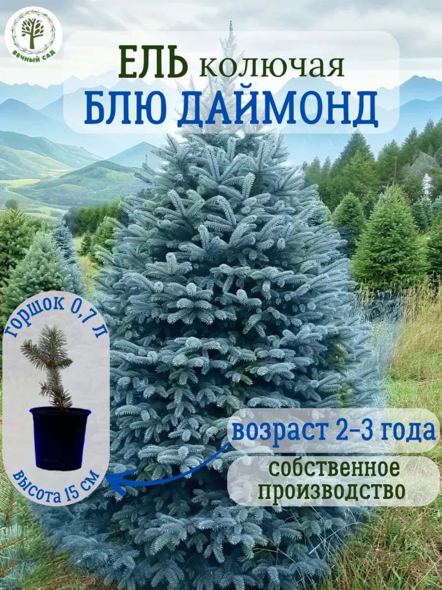 Ель колючая Блю Даймонд Р11