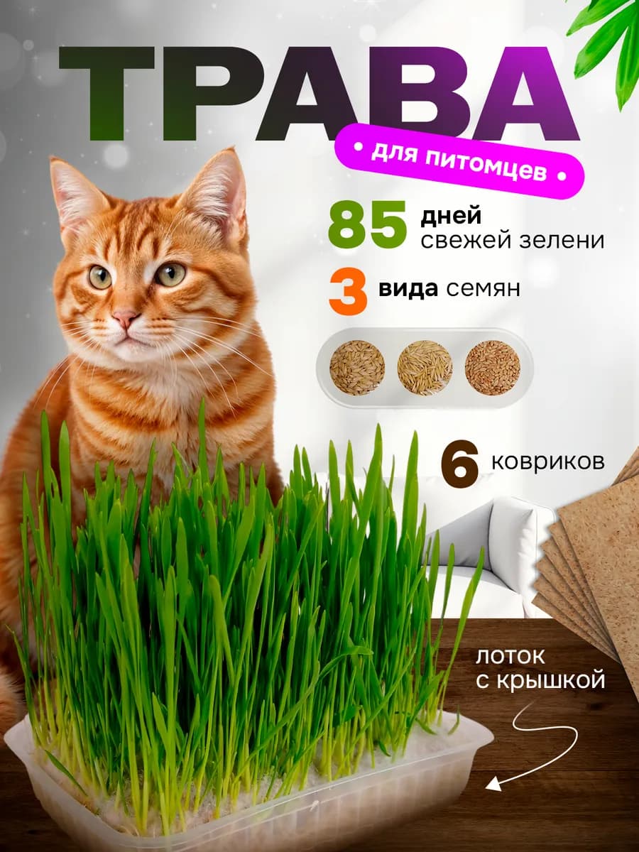 Трава для кошек проращивания