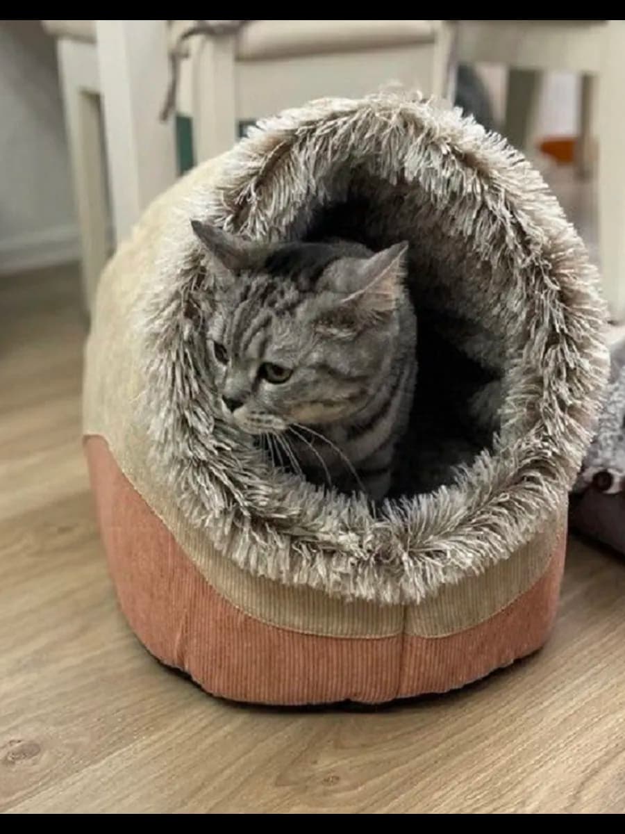 Домик для кошек и собак мелких пород