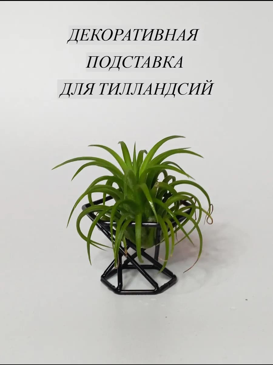 Подставка декоративная для тилландсий