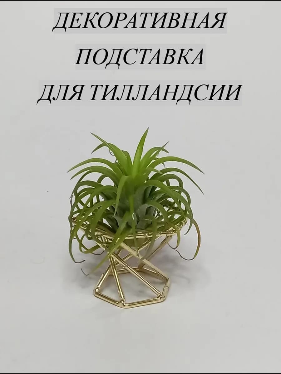 Подставка декоративная для тилландсий - фото 1