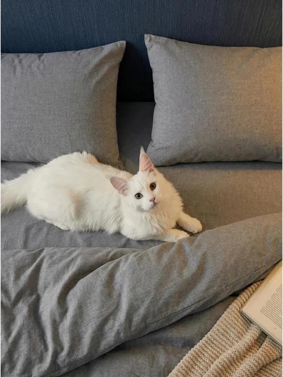 Комплект постельного белья Евро семейный Cotton collection