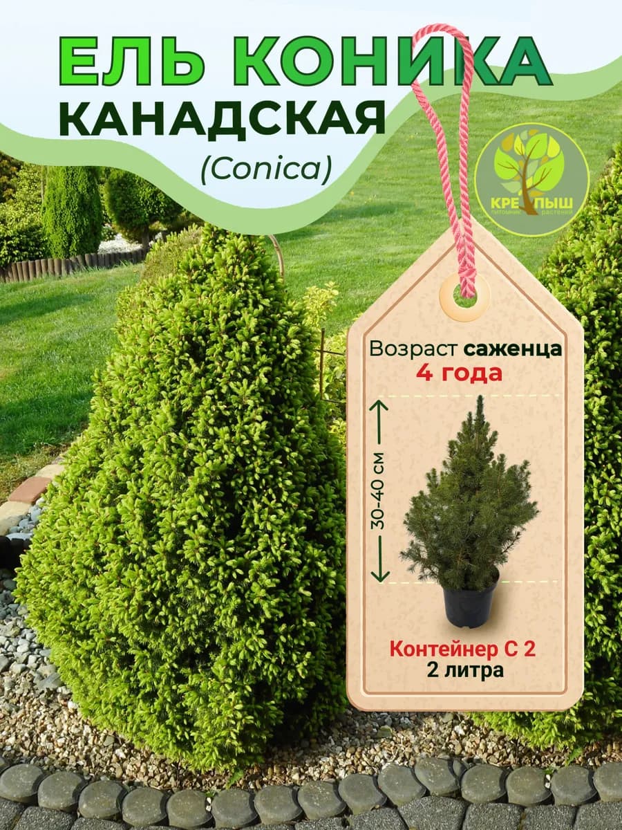 Ель канадская Коника С2