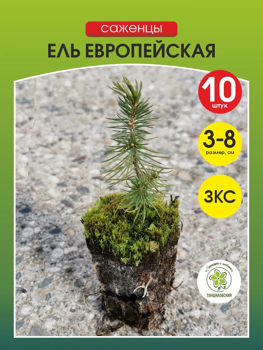 Саженец Ель Европейская, сеянец 10 штук