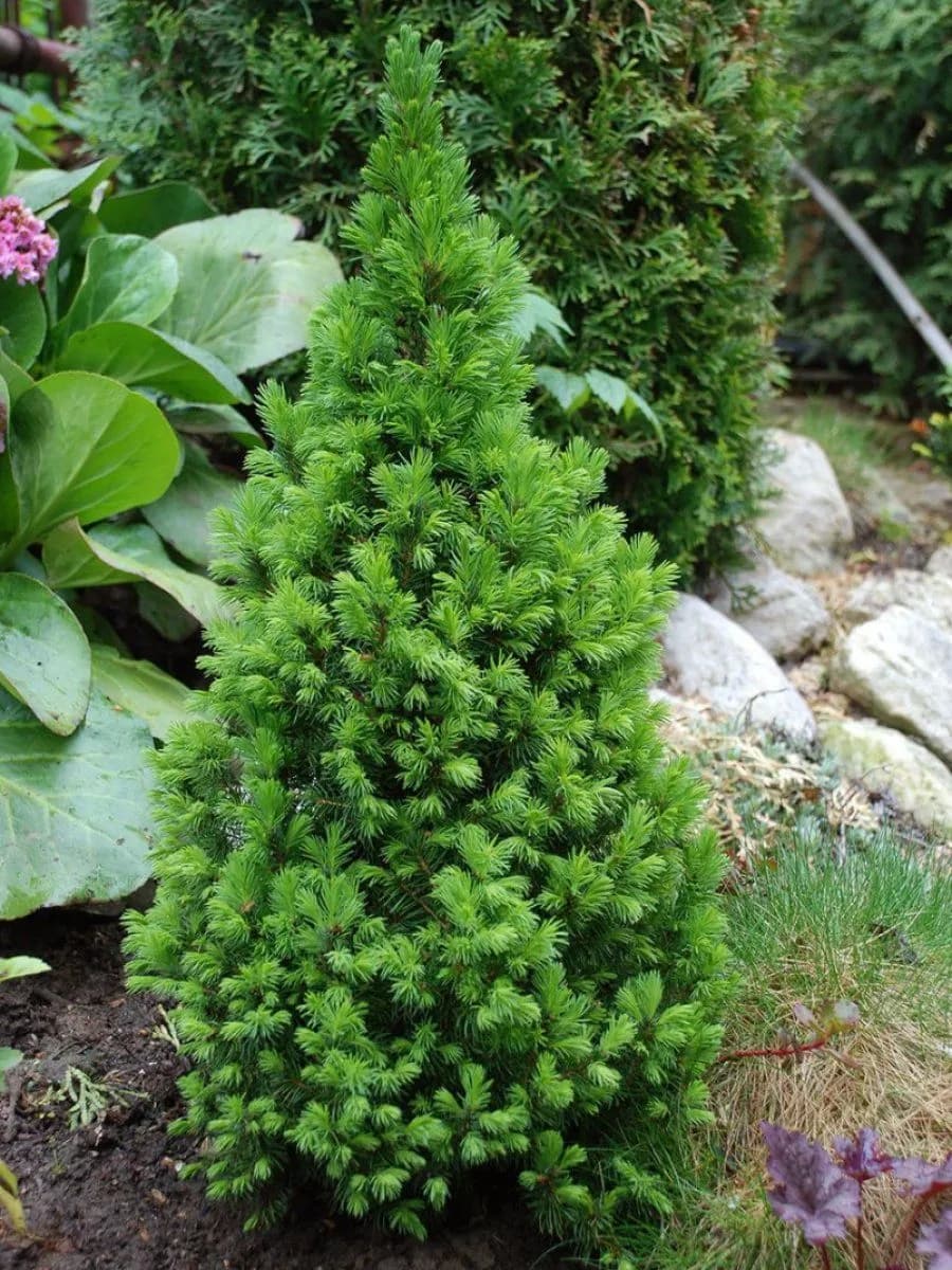 Ель колючая «Денсата» (Picea glauca densata)