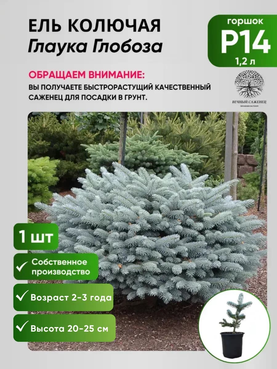 Ель колючая Глаука Глобоза Р14