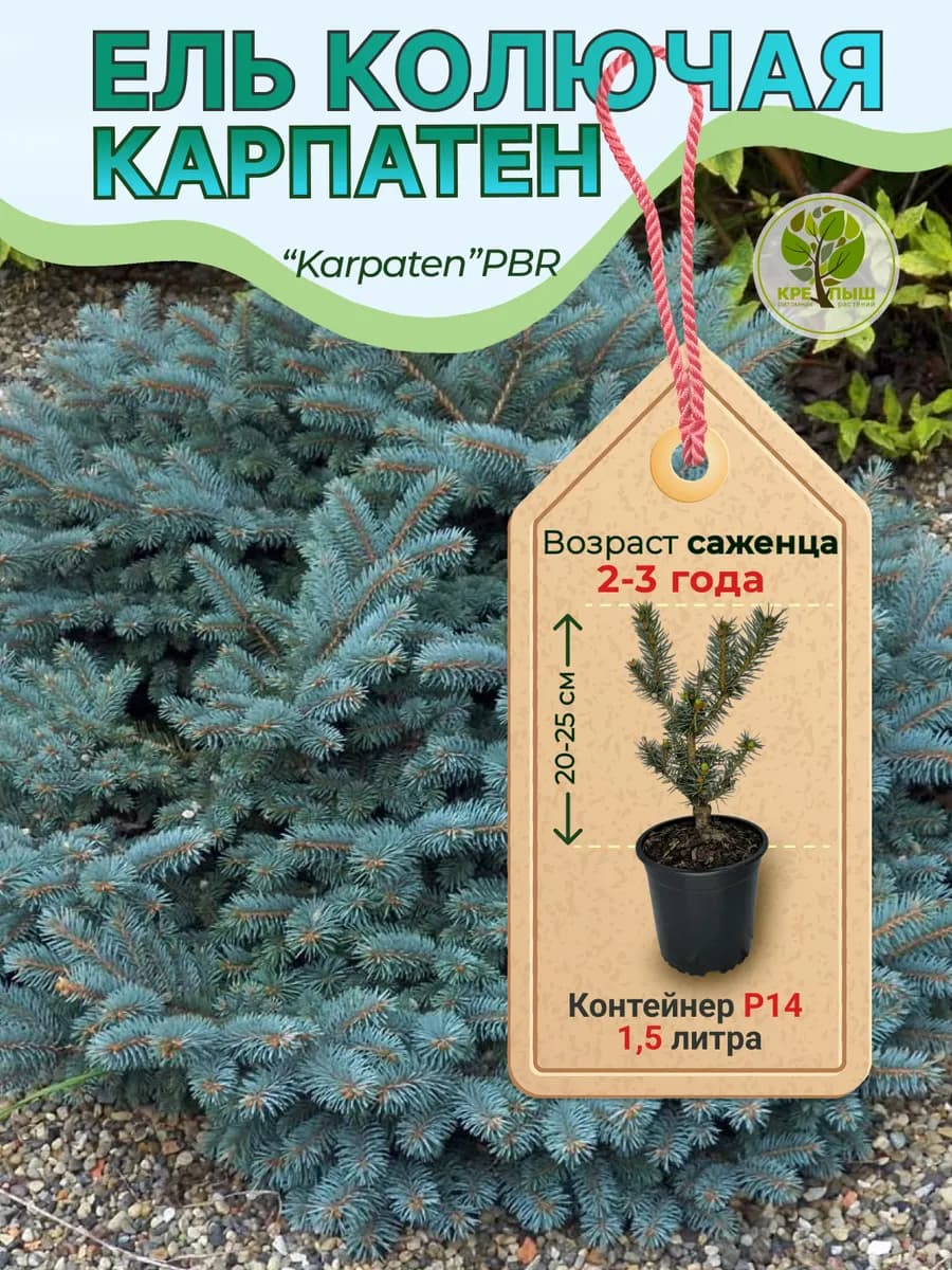 Ель колючая Карпатен Р14