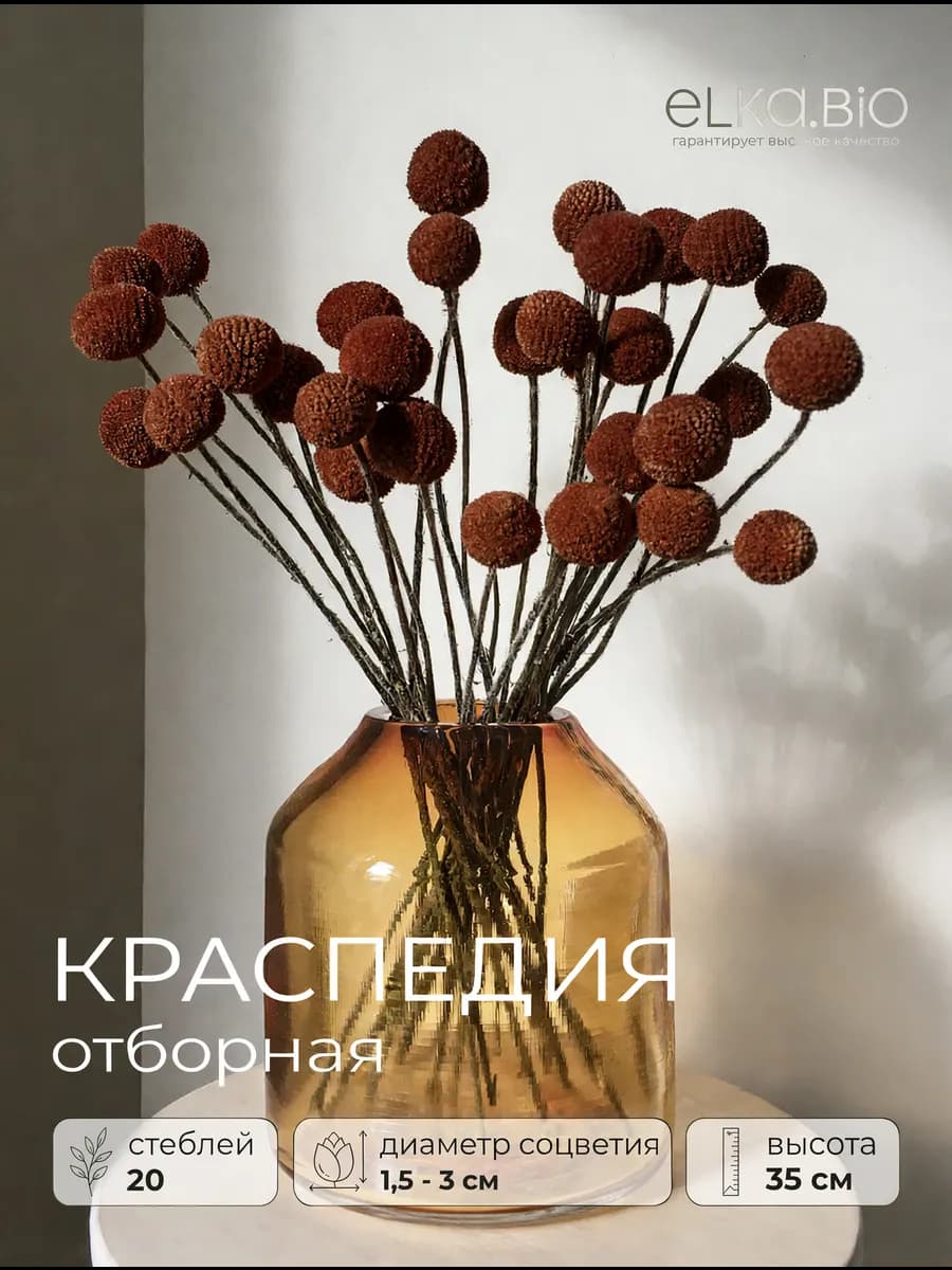 Краспедия шоколадная 20 шт, сухоцветы для декора