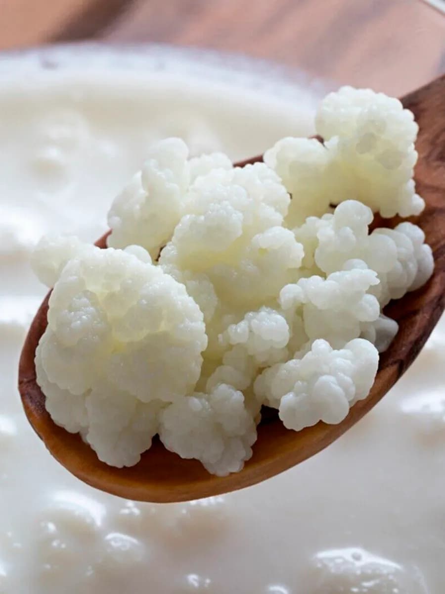 Кефирный гриб живая закваска