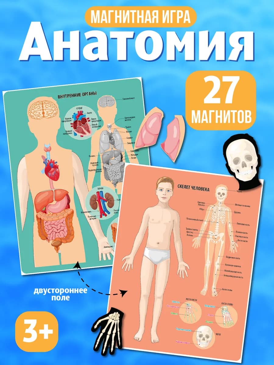 Развивающая магнитная игра Анатомия для детей 3+
