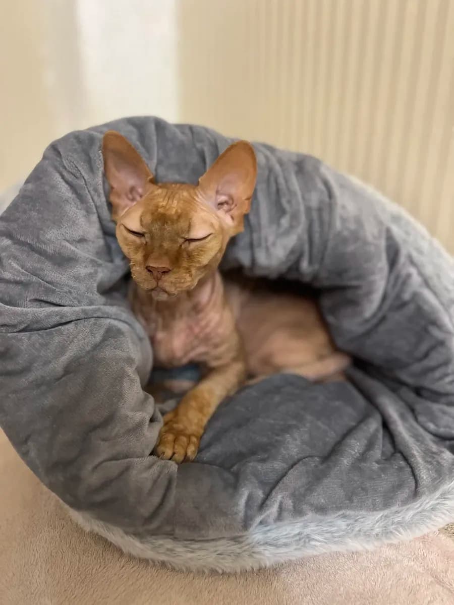 Лежанка нора для кошек и собак - фото 1