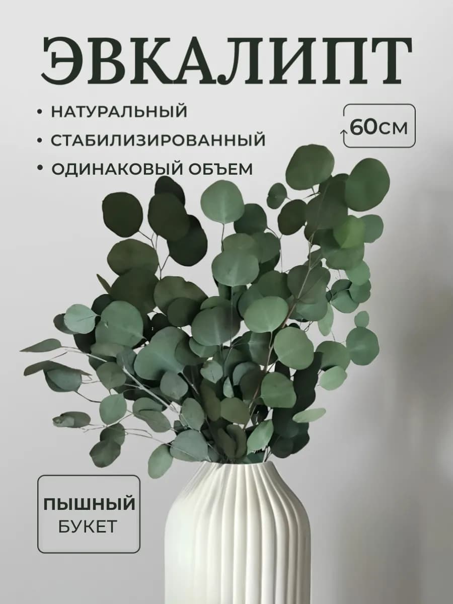 Эвкалипт стабилизированный натуральный Сухоцветы для декора