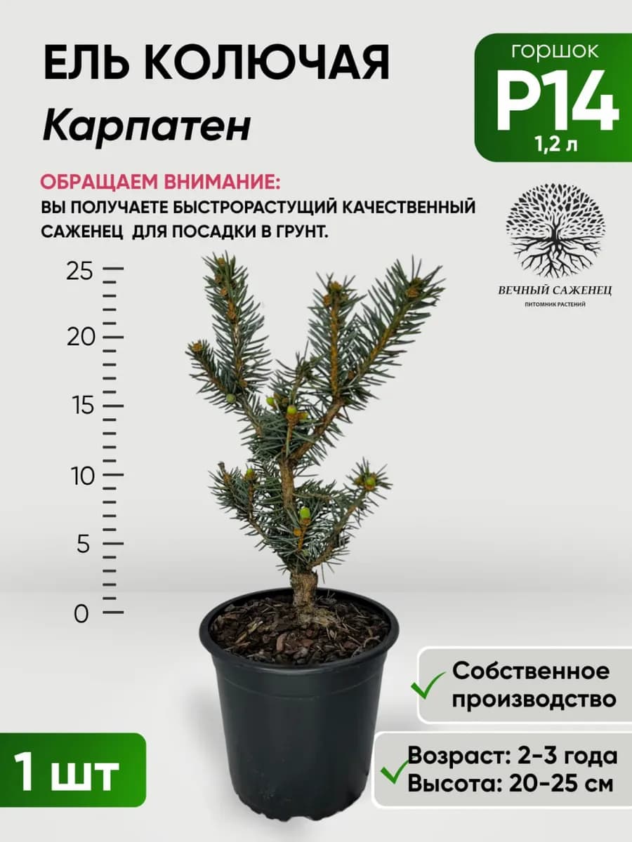 Ель колючая Карпатен Р14