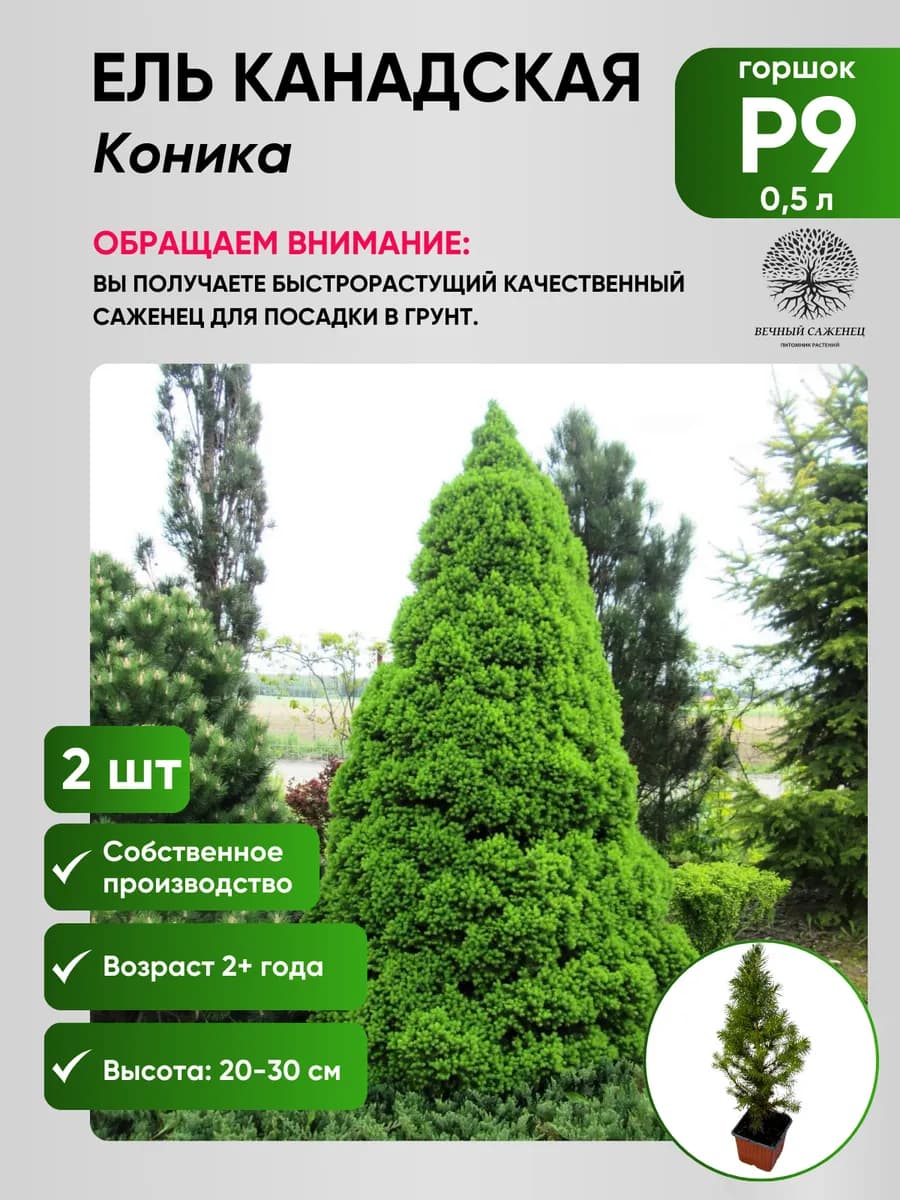 Ель канадская Коника 2шт
