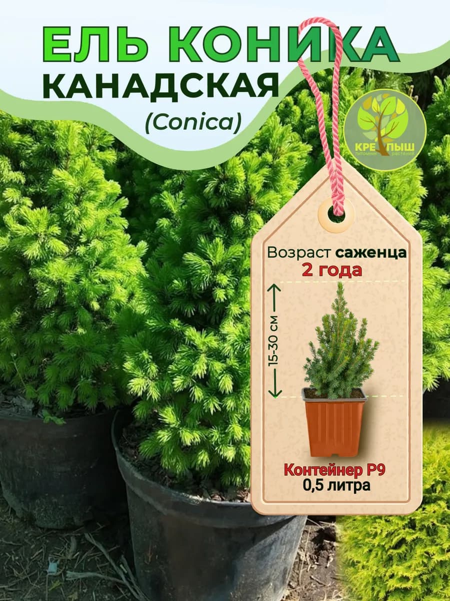 Ель канадская Коника