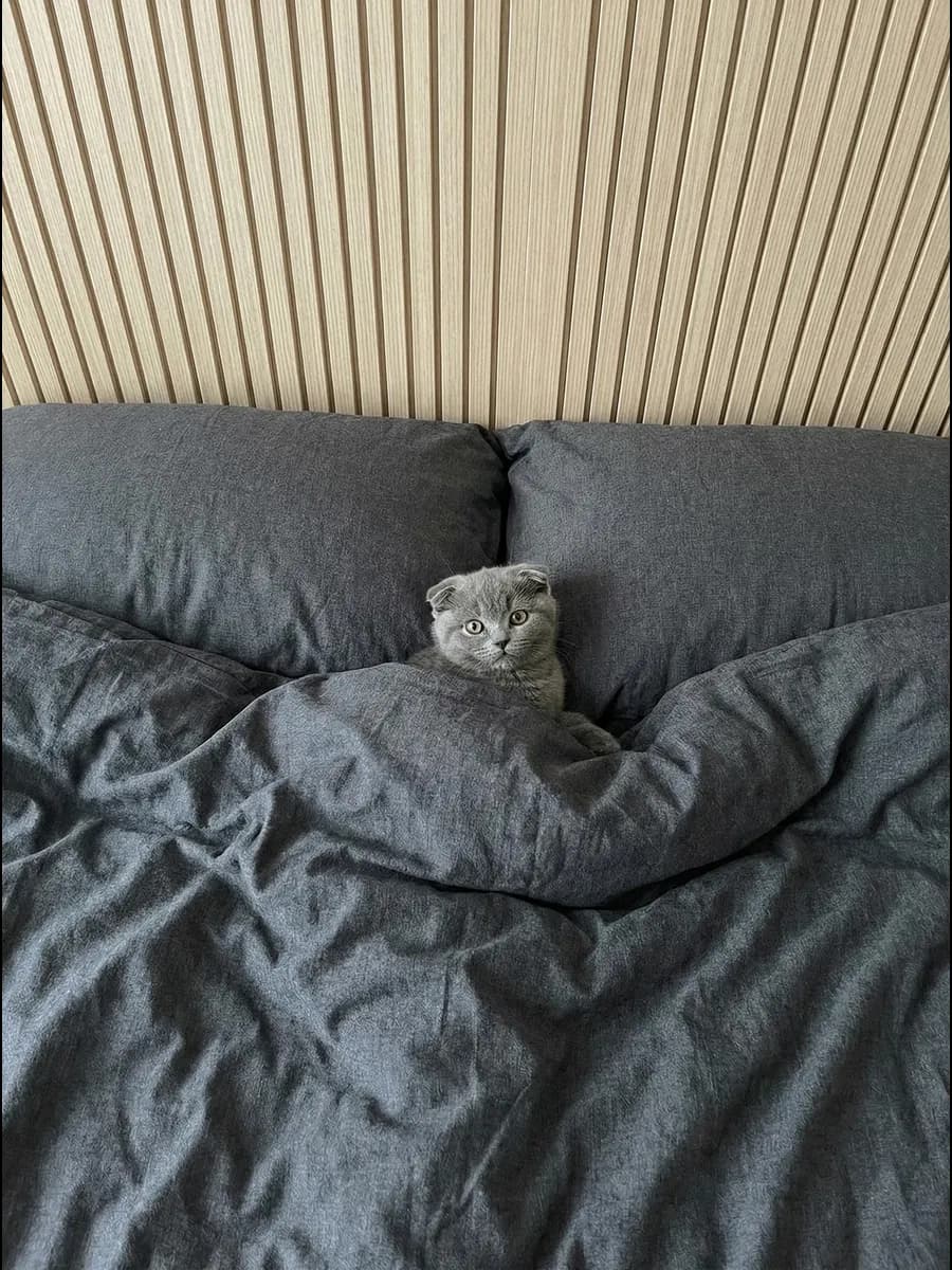 Комплект постельного белья Евро семейный Cotton collection