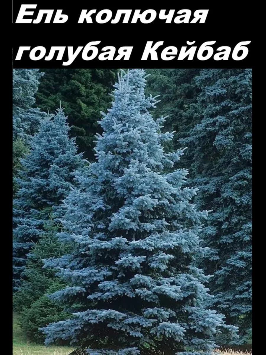 Ель голубая Кейбаб