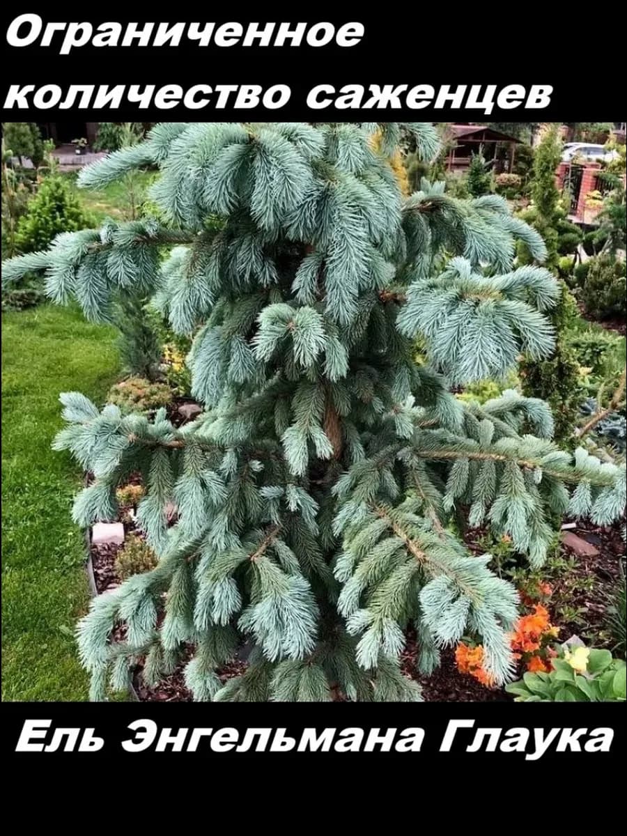 Ель Энгельмана «Глаука» (лат. Picea engelmannii Glauca)