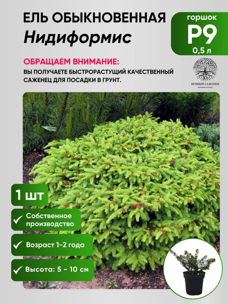 Ель обыкновенная Нидиформис
