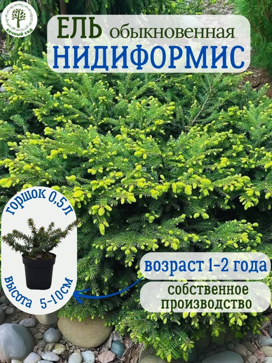 Ель обыкновенная Нидиформис