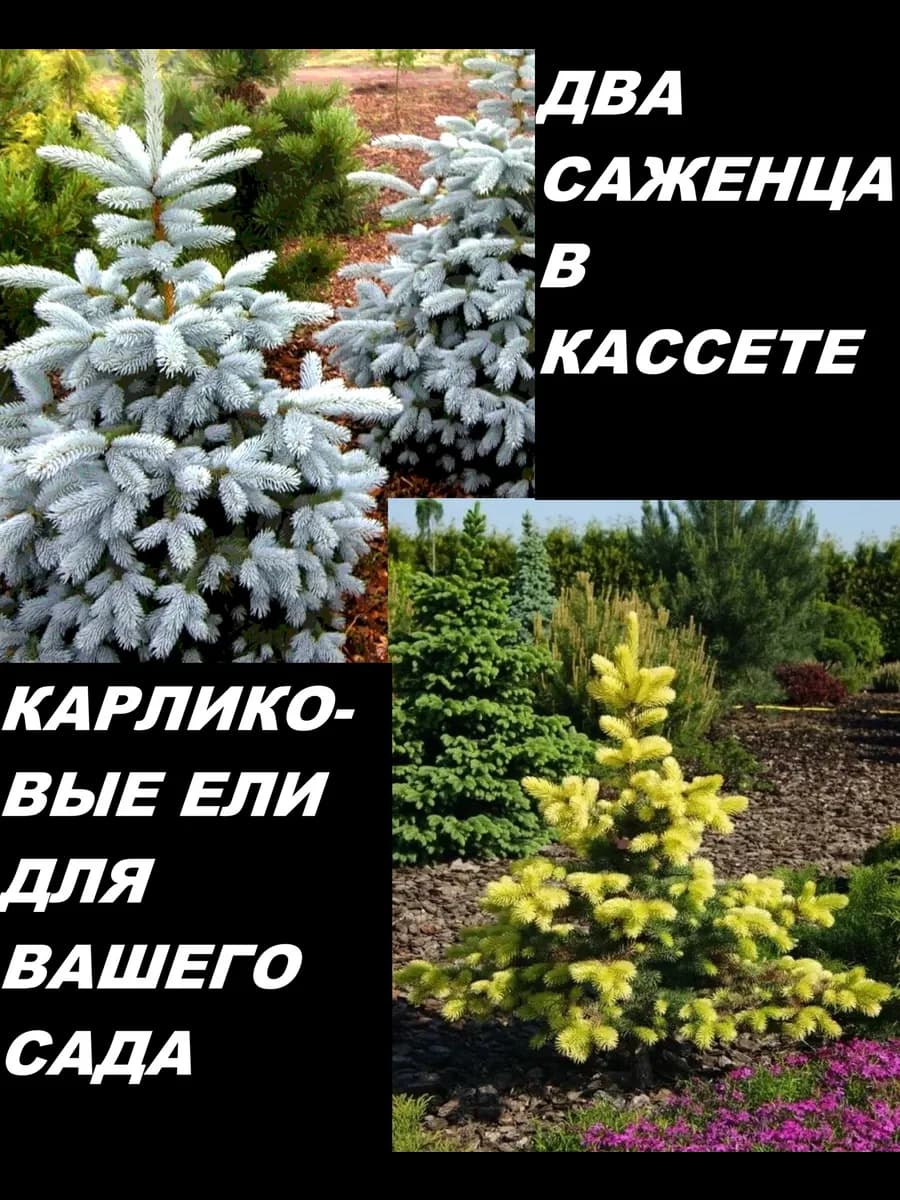 Два саженца ели колючая Майголд и голубая Рио Гранде